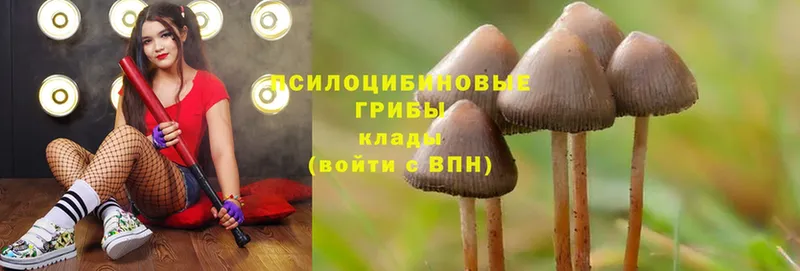 Галлюциногенные грибы Psilocybine cubensis  где купить наркоту  Сатка 